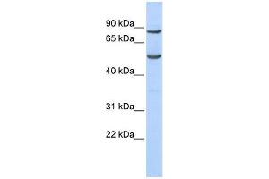 Image no. 1 for anti-Pogo Transposable Element with KRAB Domain (POGK) (Middle Region) antibody (ABIN927786)