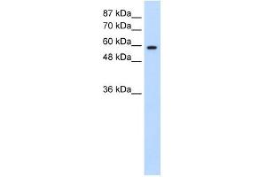 Image no. 2 for anti-Deleted in Azoospermia 2 (DAZ2) (N-Term) antibody (ABIN633469)