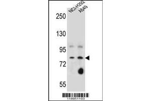 Image no. 1 for anti-Sciellin (SCEL) (AA 260-289) antibody (ABIN655511)