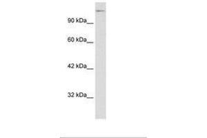 Image no. 3 for anti-Transcription Elongation Factor SPT5 (SUPT5H) (AA 892-941) antibody (ABIN6735860)