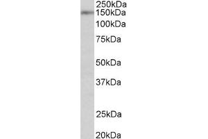 anti-Synaptic Ras GTPase Activating Protein 1 (SYNGAP1) (AA 60-72) antibody