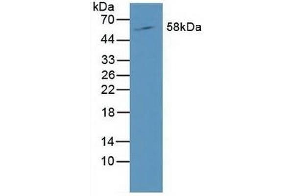 RORC antibody  (AA 212-461)
