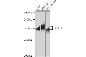 CPSF1 antibody  (AA 700-950)