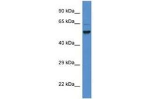 Image no. 1 for anti-Phosphatidylinositol Glycan Anchor Biosynthesis, Class S (PIGS) (AA 468-517) antibody (ABIN6746317)