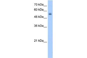 Image no. 1 for anti-UDP Glycosyltransferase 3 Family, Polypeptide A2 (UGT3A2) (N-Term) antibody (ABIN2783645)