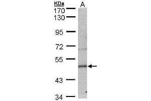 Image no. 1 for anti-Septin 7 (SEPT7) (Center) antibody (ABIN2854339)