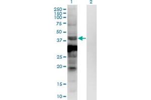 Image no. 4 for anti-Ankyrin Repeat and SOCS Box Containing 5 (ASB5) (AA 220-328) antibody (ABIN1774877)