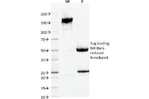Image no. 1 for anti-Allograft Inflammatory Factor 1 (AIF1) (AA 1-146) antibody (ABIN6939298)