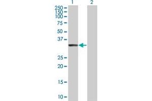 Image no. 1 for anti-TP53 Target 5 (TP53TG5) (AA 1-290) antibody (ABIN525950)
