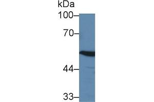 Image no. 1 for anti-4-Aminobutyrate Aminotransferase (ABAT) (AA 249-500) antibody (ABIN5013044)