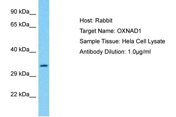 OXNAD1 antibody  (C-Term)