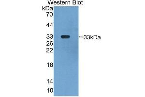 Image no. 1 for anti-Glomulin, FKBP Associated Protein (GLMN) (AA 294-549) antibody (ABIN5013615)