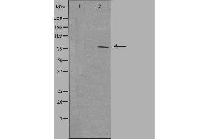 Image no. 1 for anti-NIMA-Related Kinase 5 (NEK5) (Internal Region) antibody (ABIN6259488)