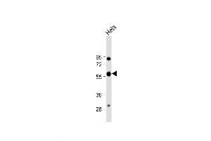 Image no. 5 for anti-Calreticulin (CALR) (AA 277-305) antibody (ABIN390885)