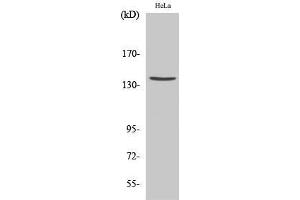 Image no. 2 for anti-Spectrin alpha Chain, Brain (SPTAN1) (Asp1185), (cleaved) antibody (ABIN3181826)