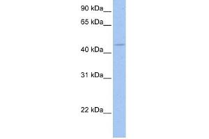 Image no. 1 for anti-SRY (Sex Determining Region Y)-Box 8 (SOX8) (C-Term) antibody (ABIN2792566)