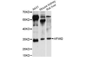 Western blot analysis of extracts of various cell lines, using AFMID antibody (ABIN6292822) at 1:3000 dilution.