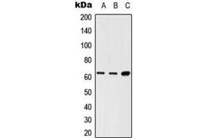 Image no. 1 for anti-SH2B Adaptor Protein 3 (SH2B3) (Center) antibody (ABIN2706479)