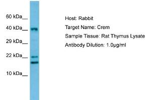 Image no. 1 for anti-CAMP Responsive Element Modulator (CREM) (C-Term) antibody (ABIN2776017)