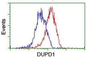 Image no. 8 for anti-Dual Specificity Phosphatase and Pro Isomerase Domain Containing 1 (DUPD1) antibody (ABIN1497927)
