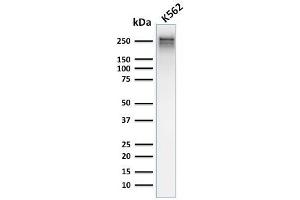 Image no. 1 for anti-Spectrin alpha 1, Erythrocytic (SPTA1) (AA 356-475) antibody (ABIN6940645)
