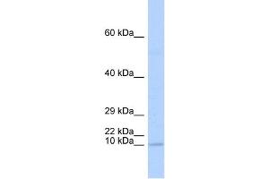TAL2 antibody  (N-Term)