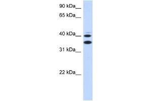 anti-Solute Carrier Family 25, Member 32 (SLC25A32) (Middle Region) antibody