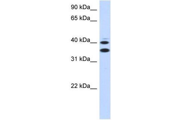 anti-Solute Carrier Family 25, Member 32 (SLC25A32) (Middle Region) antibody