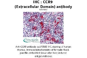 Image no. 1 for anti-Chemokine (C-C Motif) Receptor 9 (CCR9) (2nd Extracellular Domain) antibody (ABIN1732788)