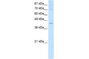 Image no. 1 for anti-Nuclear RNA Export Factor 5 (NXF5) (Middle Region) antibody (ABIN629931)