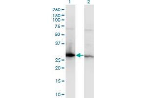 Image no. 1 for anti-14-3-3 zeta (YWHAZ) (AA 51-150) antibody (ABIN521446)