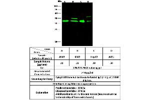 Image no. 1 for anti-Apurinic/Apyrimidinic Endonuclease 1 (APEX1) (N-Term) antibody (ABIN6924013)