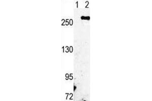 Image no. 1 for anti-Fatty Acid Synthase (FASN) (AA 942-973) antibody (ABIN3030916)