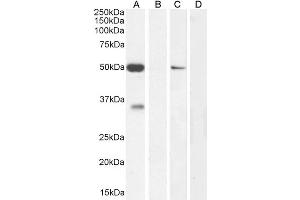 Image no. 6 for anti-Potassium Intermediate/small Conductance Calcium-Activated Channel, Subfamily N, Member 4 (KCNN4) (Internal Region) antibody (ABIN6391378)
