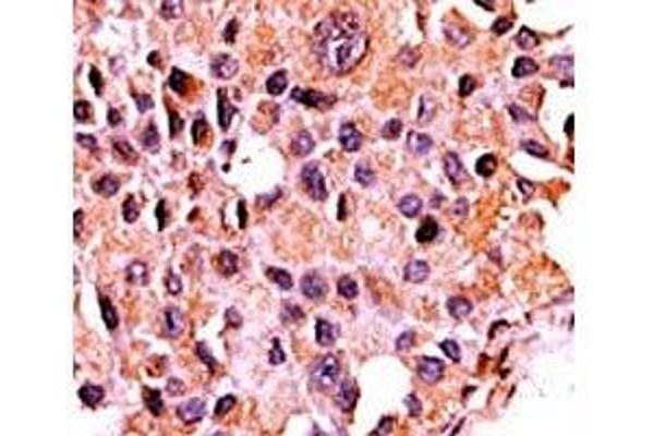 CAN antibody  (AA 21-51)