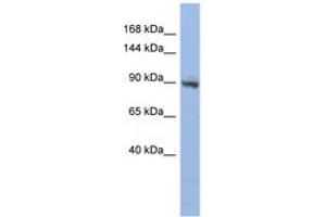 Image no. 1 for anti-Zinc Finger Protein 546 (ZNF546) (AA 143-192) antibody (ABIN6742667)