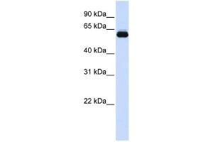 Image no. 1 for anti-Tripartite Motif Containing 60 (TRIM60) (N-Term) antibody (ABIN2773824)
