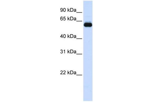 anti-Tripartite Motif Containing 60 (TRIM60) (N-Term) antibody