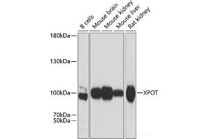 Western blot analysis of extracts of various cell lines using XPOT Polyclonal Antibody at dilution of 1:3000.