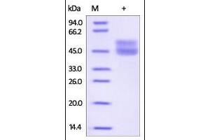 Image no. 2 for CD3 epsilon (CD3E) (AA 23-126) (Active) protein (His tag,Fc Tag) (ABIN2180738)