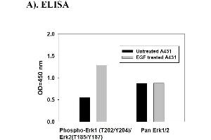 Image no. 1 for Mitogen-Activated Protein Kinase 1/3 (MAPK1/3) ELISA Kit (ABIN625239)