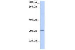 Image no. 1 for anti-Abhydrolase Domain Containing 17B (ABHD17B) (AA 108-157) antibody (ABIN6741396)
