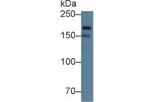 Image no. 1 for anti-DNA Polymerase alpha (POLA1) (AA 1240-1462) antibody (ABIN5014136)