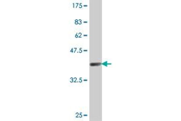 Galnt1 antibody  (AA 42-123)