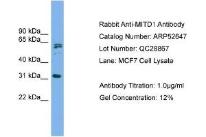 Image no. 2 for anti-MIT, Microtubule Interacting and Transport, Domain Containing 1 (MITD1) (Middle Region) antibody (ABIN2785028)