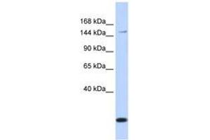 Image no. 1 for anti-ATP-Binding Cassette, Sub-Family C (CFTR/MRP), Member 3 (ABCC3) (AA 684-733) antibody (ABIN6740834)