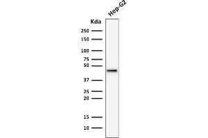 Image no. 1 for anti-Keratin 19 (KRT19) antibody (ABIN6939940)