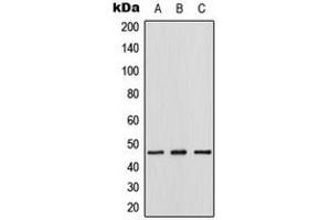 Image no. 1 for anti-Thymine-DNA Glycosylase (TDG) (Center) antibody (ABIN2707175)