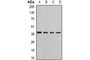 Image no. 2 for anti-Replication Factor C (Activator 1) 4, 37kDa (RFC4) (full length) antibody (ABIN6005164)