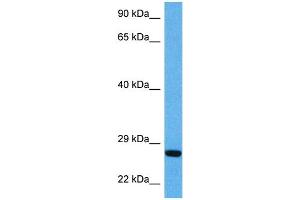 Image no. 9 for anti-Brain-Derived Neurotrophic Factor (BDNF) (Middle Region) antibody (ABIN2777093)